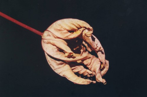 Dry Leaf Photo: Camille Martin