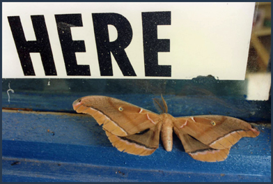 Photo: Camille Martin