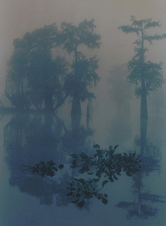 Fog,-Henderson-Swamp