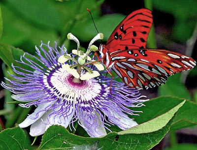gulf fritillary